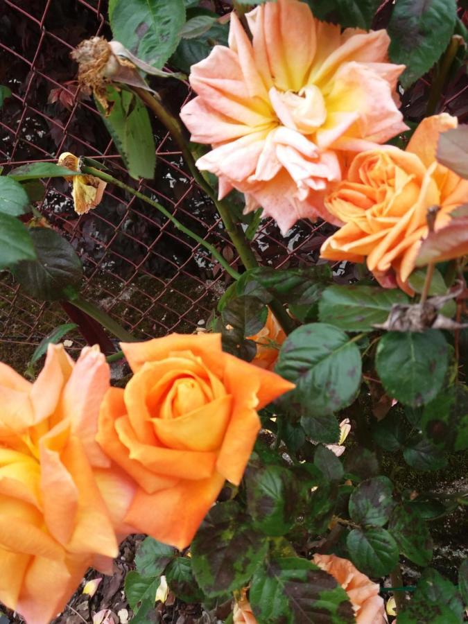 Bed And Breakfast Les Roses Multicolores Du 47 Fumel Zewnętrze zdjęcie